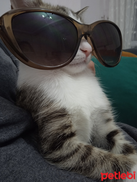Tekir Kedi, Kedi  Karamel fotoğrafı