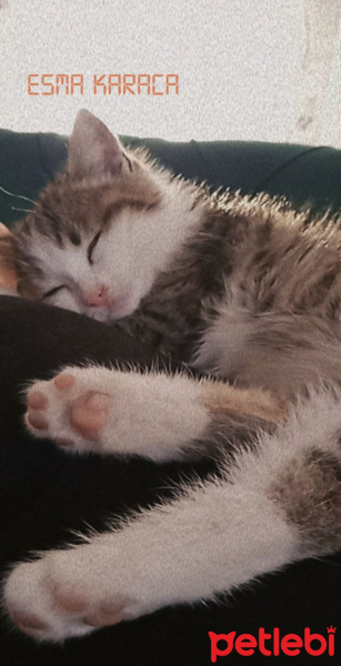 Tekir Kedi, Kedi  Karamel fotoğrafı