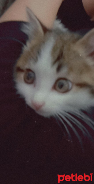 Tekir Kedi, Kedi  Karamel fotoğrafı