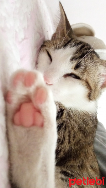 Tekir Kedi, Kedi  Karamel fotoğrafı
