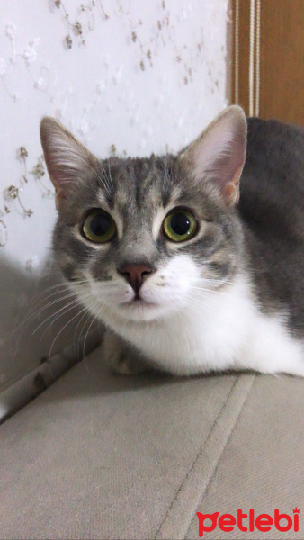 Tekir Kedi, Kedi  HERA fotoğrafı