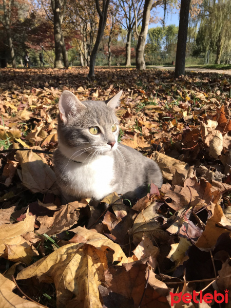 Tekir Kedi, Kedi  HERA fotoğrafı