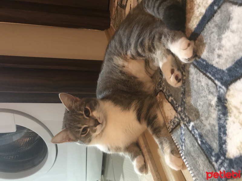 Tekir Kedi, Kedi  HERA fotoğrafı