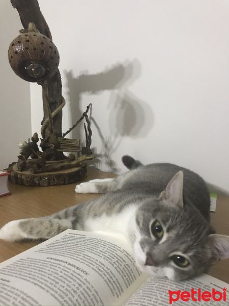 Tekir Kedi, Kedi  HERA fotoğrafı