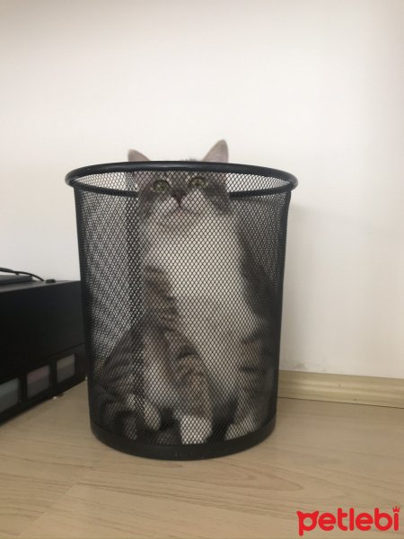 Tekir Kedi, Kedi  HERA fotoğrafı