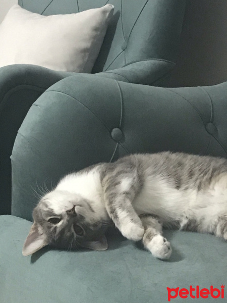 Tekir Kedi, Kedi  HERA fotoğrafı