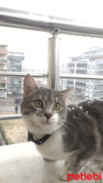 Tekir Kedi, Kedi  HERA fotoğrafı