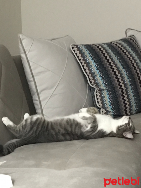 Tekir Kedi, Kedi  HERA fotoğrafı