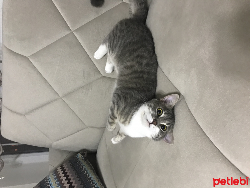 Tekir Kedi, Kedi  HERA fotoğrafı