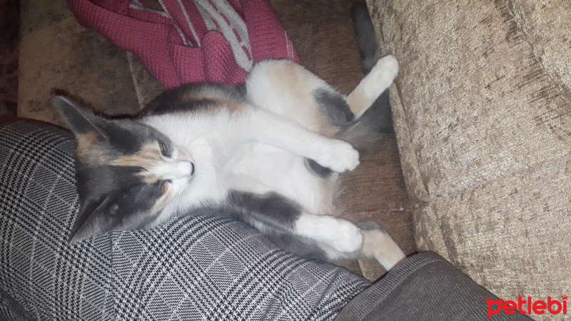 Tekir Kedi, Kedi  KÜLLÜ fotoğrafı