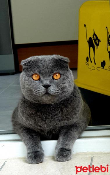 Scottish Fold, Kedi  Paşa fotoğrafı