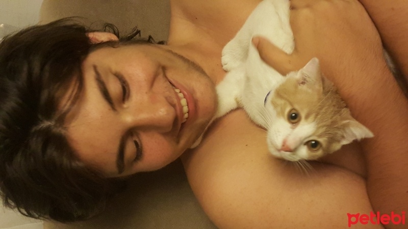 British Shorthair, Kedi  ARİMA fotoğrafı