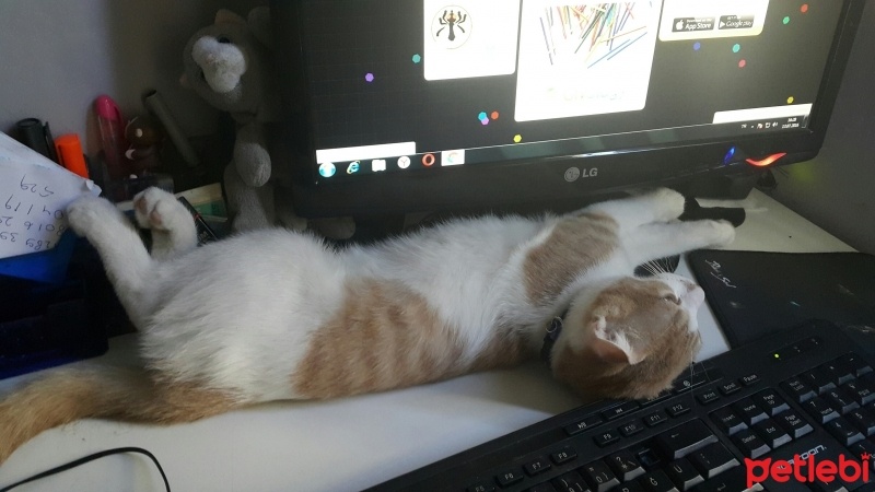 British Shorthair, Kedi  ARİMA fotoğrafı