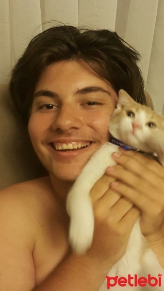 British Shorthair, Kedi  ARİMA fotoğrafı