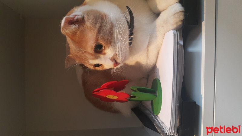 British Shorthair, Kedi  ARİMA fotoğrafı