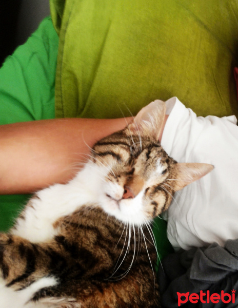 Tekir Kedi, Kedi  Atom fotoğrafı