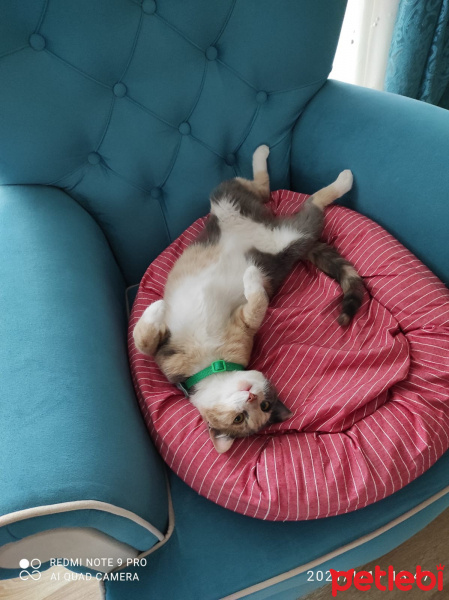 Tekir Kedi, Kedi  Mia fotoğrafı