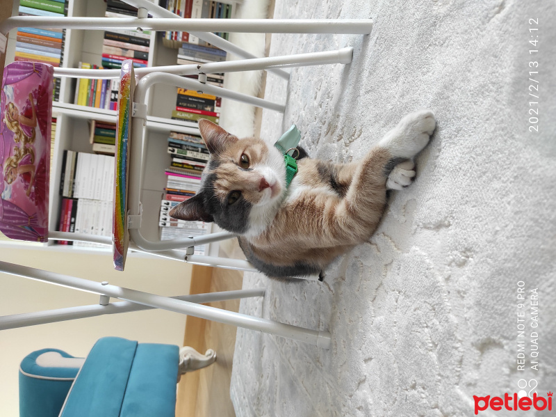 Tekir Kedi, Kedi  Mia fotoğrafı