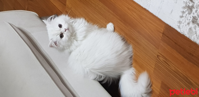 Chinchilla, Kedi  Şurup fotoğrafı