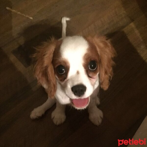 Cavalier King Charles Spanieli, Köpek  Sherlock fotoğrafı