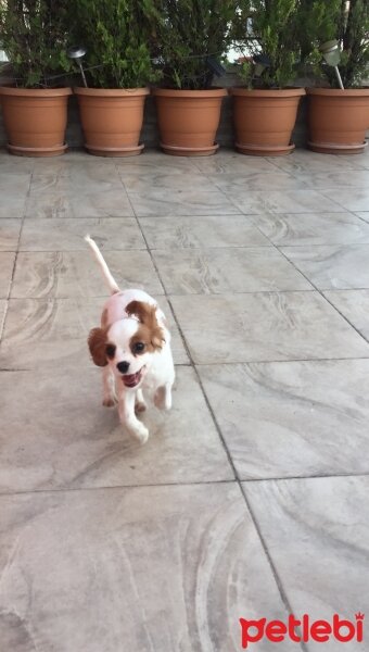 Cavalier King Charles Spanieli, Köpek  Sherlock fotoğrafı