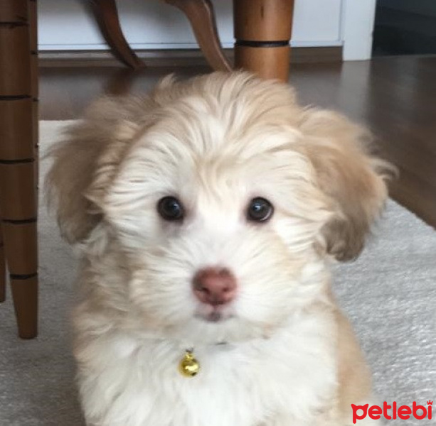 Cairn Terrier, Köpek  pati fotoğrafı