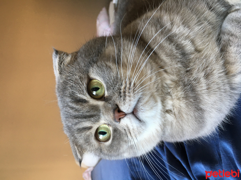Scottish Fold, Kedi  Gümüş fotoğrafı