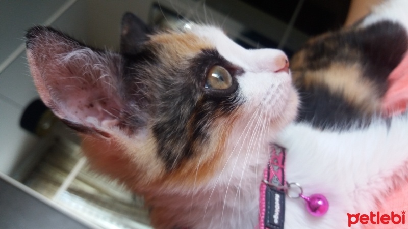 Tekir Kedi, Kedi  Gece fotoğrafı