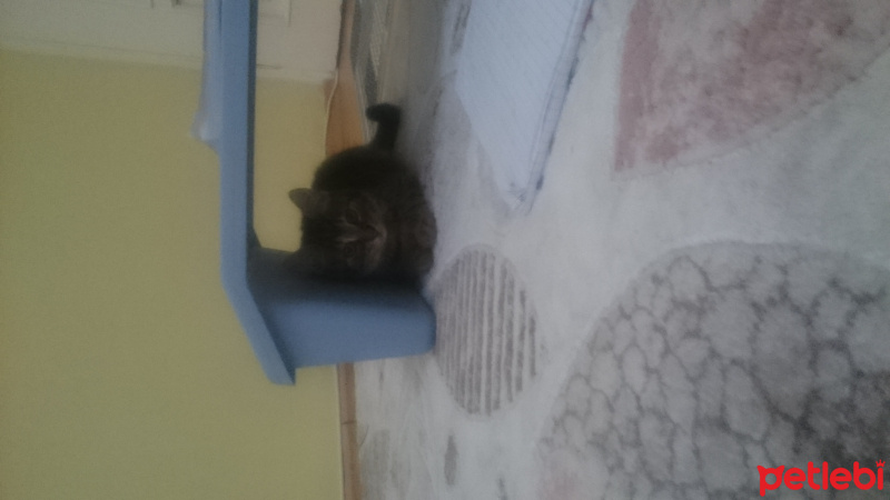 Tekir Kedi, Kedi  Maya fotoğrafı