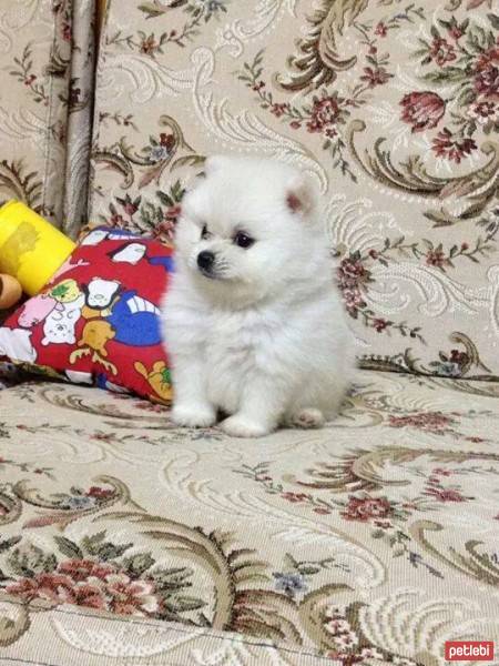 Pomeranyalı, Köpek  toto fotoğrafı