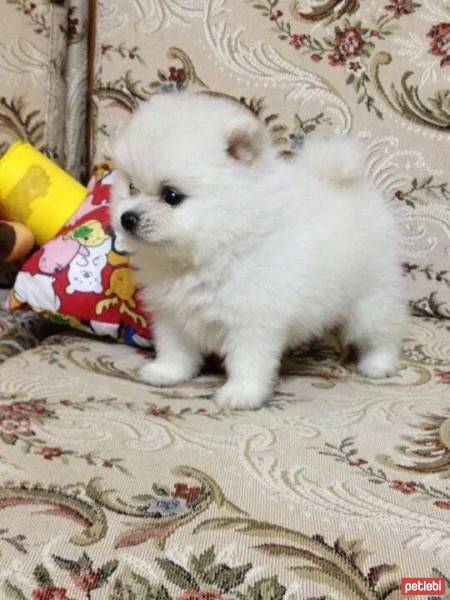 Pomeranyalı, Köpek  toto fotoğrafı