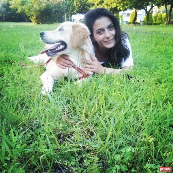 Golden Retriever, Köpek  maya fotoğrafı