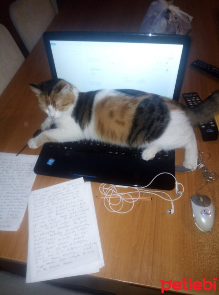 Tekir Kedi, Kedi  Zilli fotoğrafı