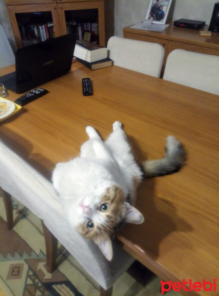 Tekir Kedi, Kedi  Zilli fotoğrafı