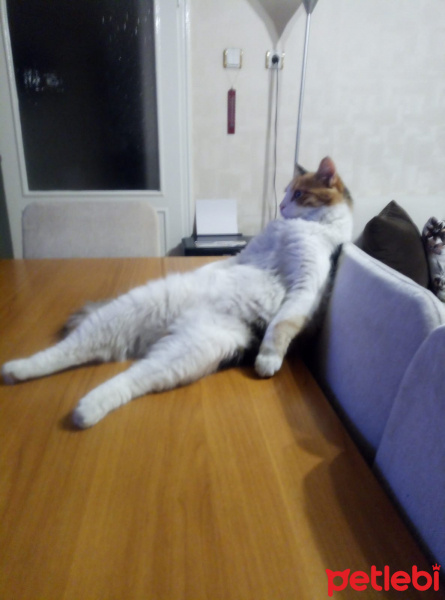 Tekir Kedi, Kedi  Zilli fotoğrafı
