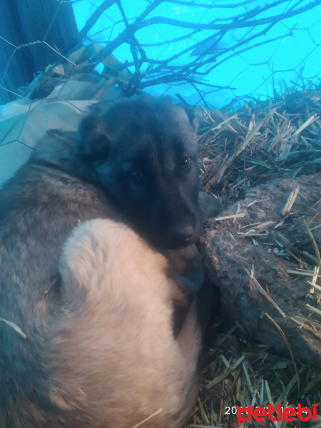 Aksaray Malaklısı, Köpek  Karabaş fotoğrafı