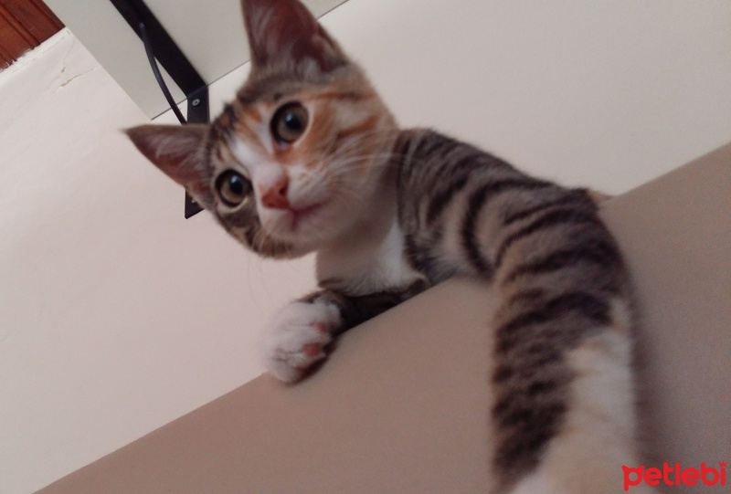 Tekir Kedi, Kedi  Mars fotoğrafı