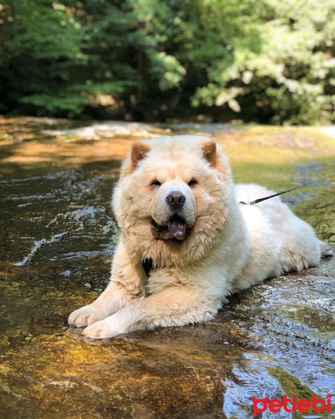 Chow Chow (çin Aslanı), Köpek  Bulut fotoğrafı