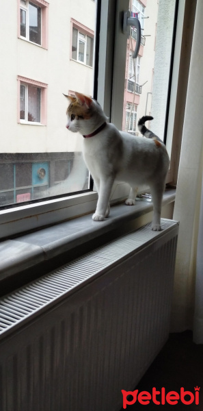 Tekir Kedi, Kedi  YILDIZ fotoğrafı