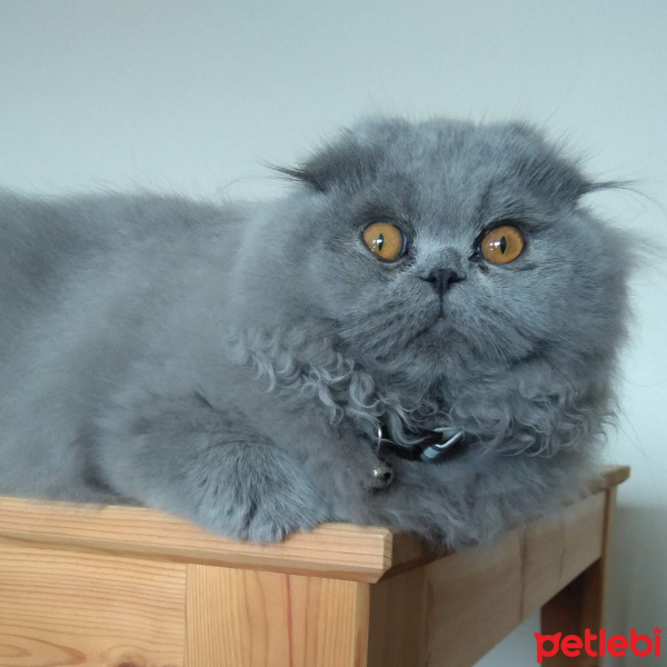 Scottish Fold, Kedi  Suşi fotoğrafı