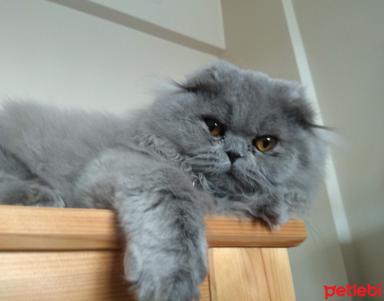 Scottish Fold, Kedi  Suşi fotoğrafı