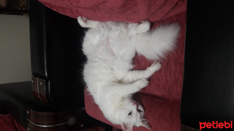 Ankara Kedisi, Kedi  Köpük fotoğrafı