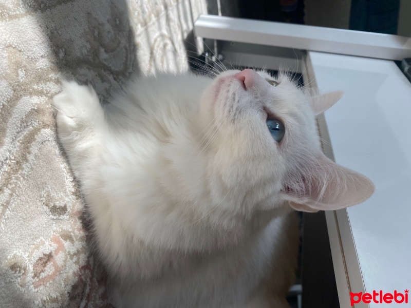 Ankara Kedisi, Kedi  Köpük fotoğrafı