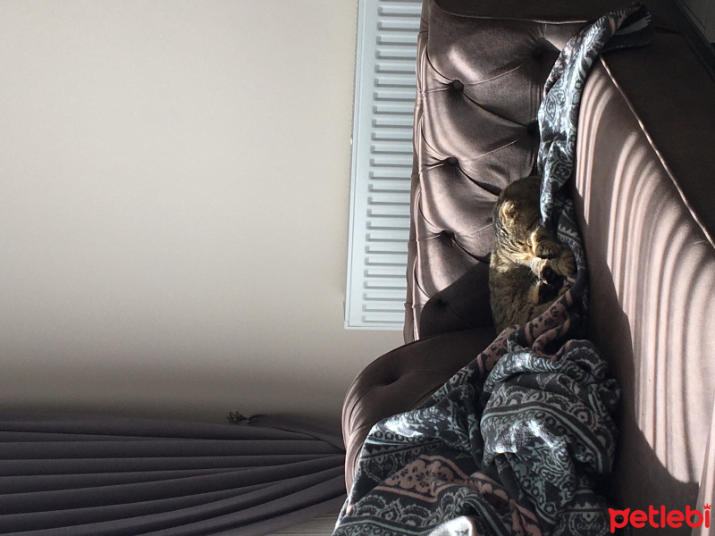 British Shorthair, Kedi  Miskin fotoğrafı