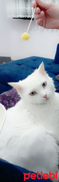 Ankara Kedisi, Kedi  Minnoş fotoğrafı