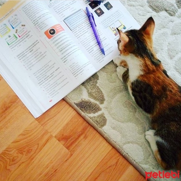 Tekir Kedi, Kedi  Karamel  fotoğrafı