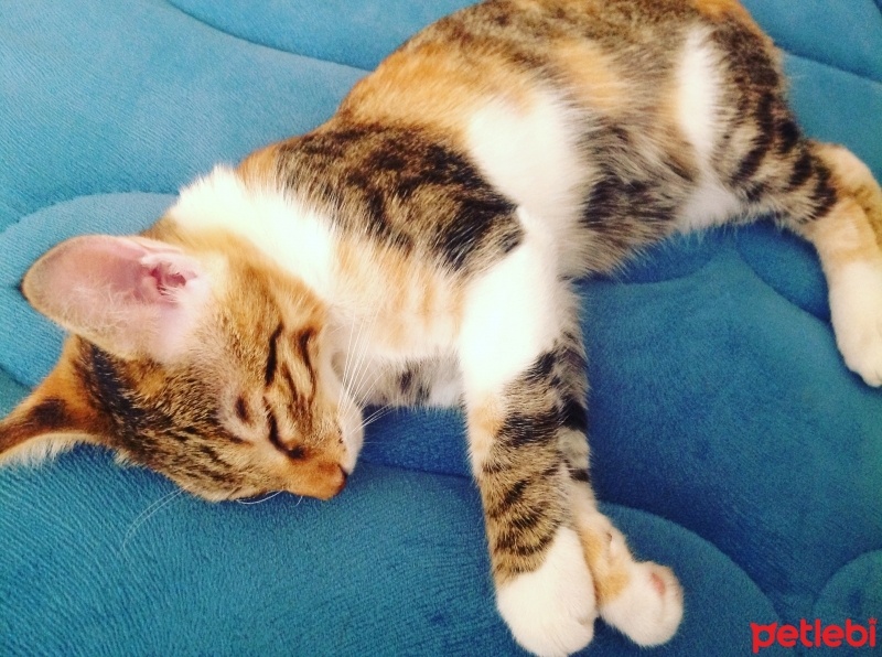 Tekir Kedi, Kedi  Karamel  fotoğrafı