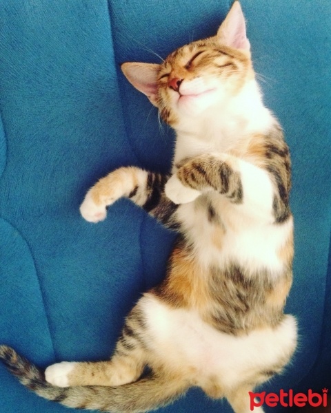 Tekir Kedi, Kedi  Karamel  fotoğrafı