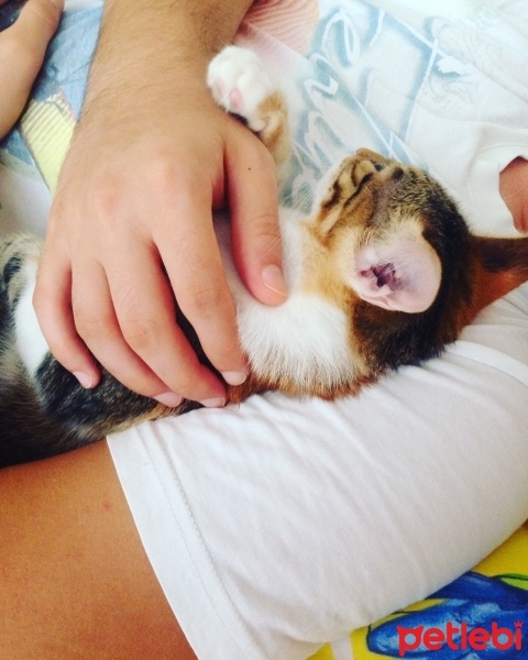Tekir Kedi, Kedi  Karamel  fotoğrafı