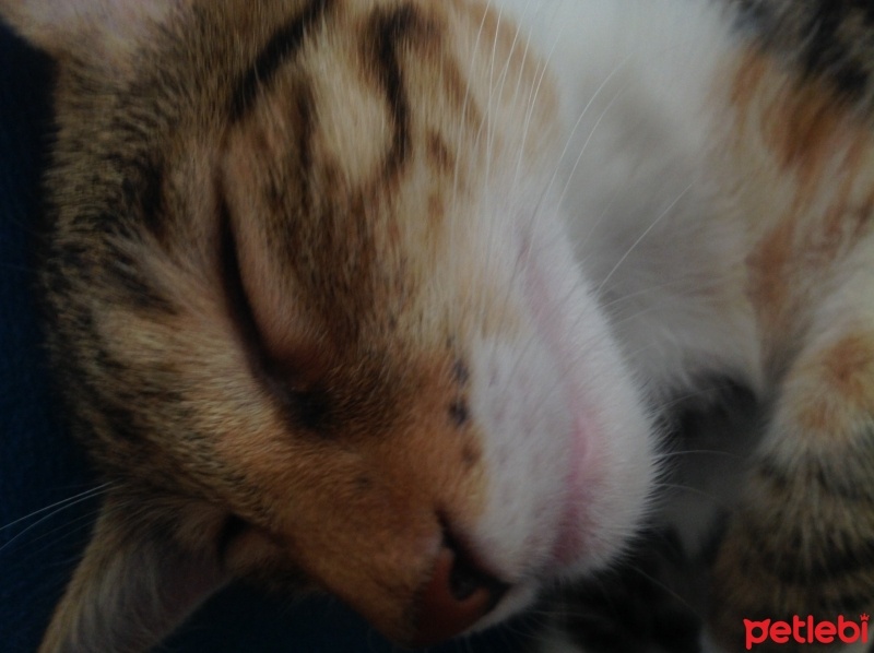 Tekir Kedi, Kedi  Karamel  fotoğrafı